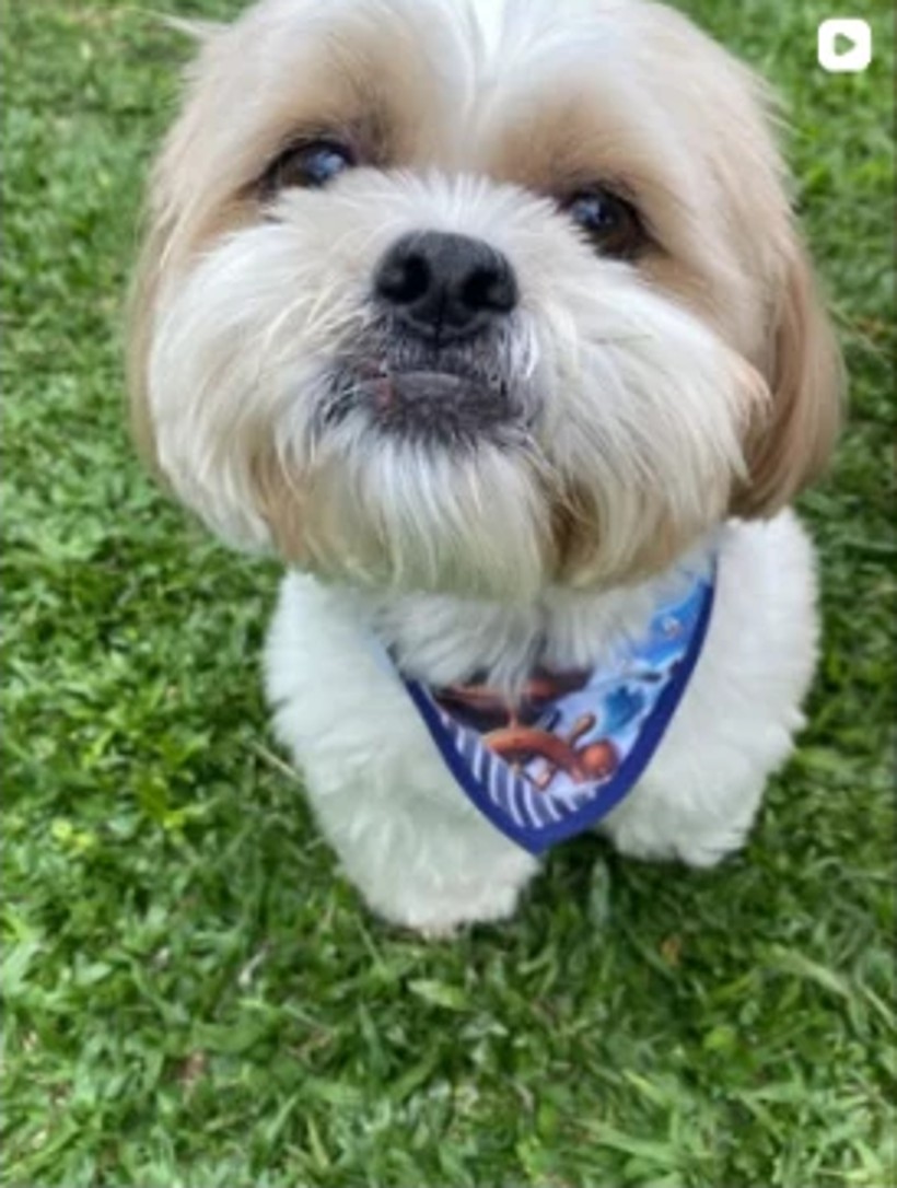 Cão pequeno de bandana sorrindo para a câmera
