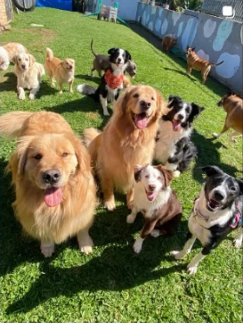 Vários cães reunidos olhando para a câmera