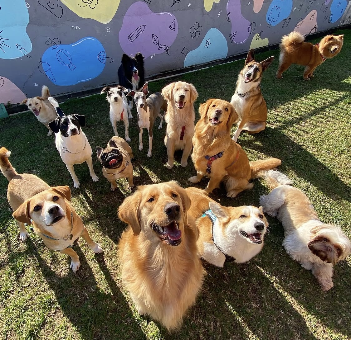 Vários cães felizes reunidos no gramado da creche Caninos